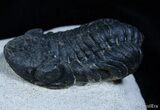 Black Phacops Trilobite With Beautiful Eyes #2260-2
